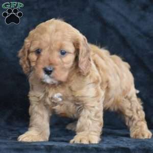 Coby, Cavapoo Puppy